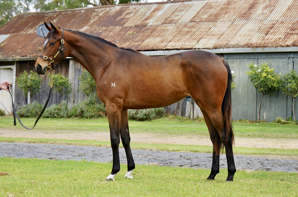 Bivouac (AUS) / Inside Line (AUS) 2024 Filly - Image 2