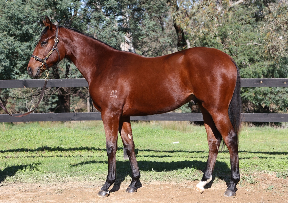 Wooded (IRE) / Lady Lightning (USA) 2024 Colt - Image 1
