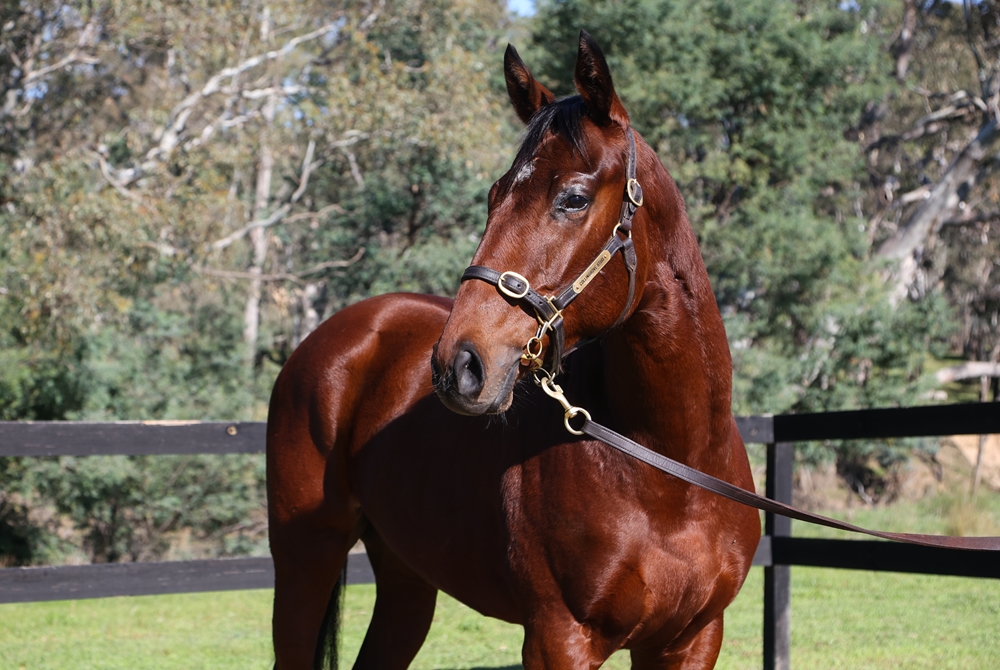 Wooded (IRE) / Lady Lightning (USA) 2024 Colt - Image 2