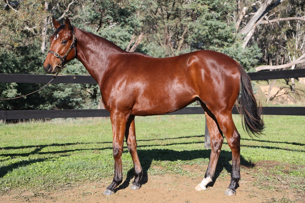 Profiteer (AUS) / Lucinda's Moon (USA) 2024 Colt - Image 1
