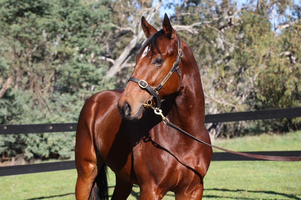 Profiteer (AUS) / Lucinda's Moon (USA) 2024 Colt - Image 2
