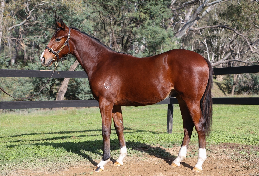 Admire Mars (JPN) / Mystic Spirit (AUS) 2024 Colt - Image 1