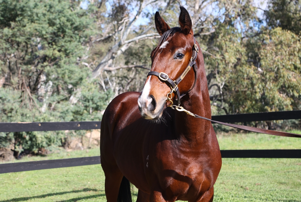 Admire Mars (JPN) / Mystic Spirit (AUS) 2024 Colt - Image 2