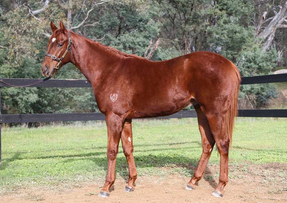 Hanseatic (AUS) / Fiery Jest (AUS) 2024 Colt - Image 1
