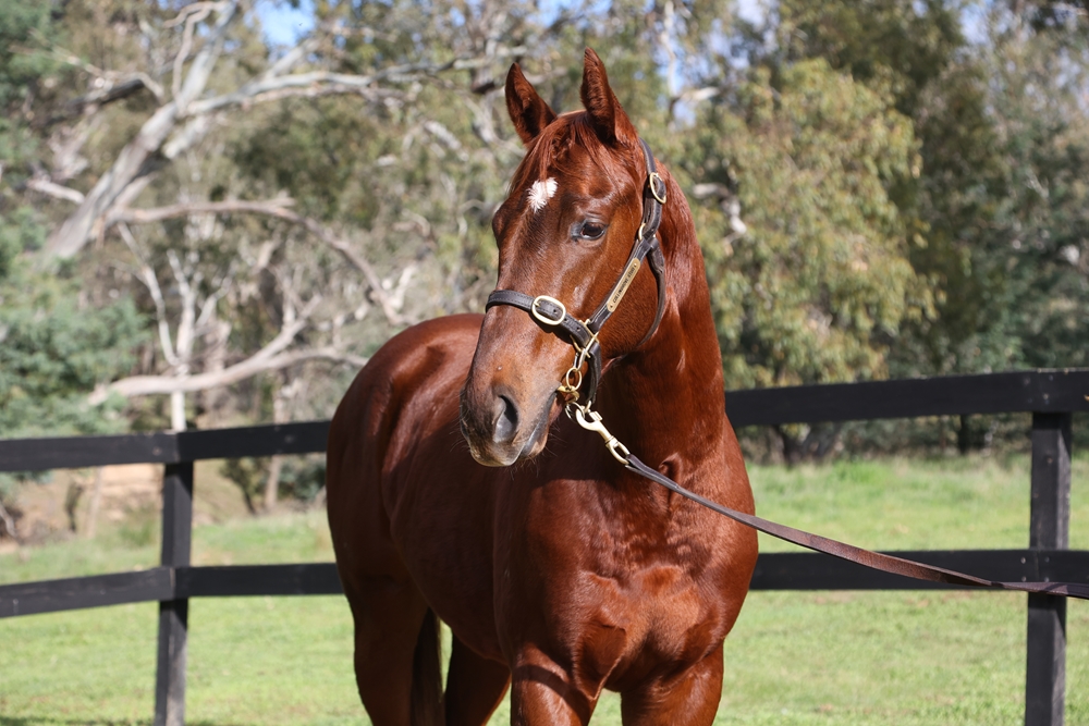 Hanseatic (AUS) / Fiery Jest (AUS) 2024 Colt - Image 2