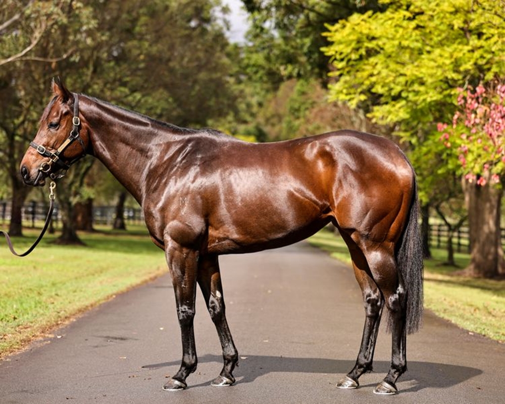 Chica Mojito (NZ) - Image 1
