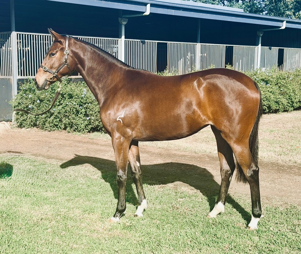 Russian Revolution (AUS) / Wild Vegas (GER) 2024 Filly - Image 1