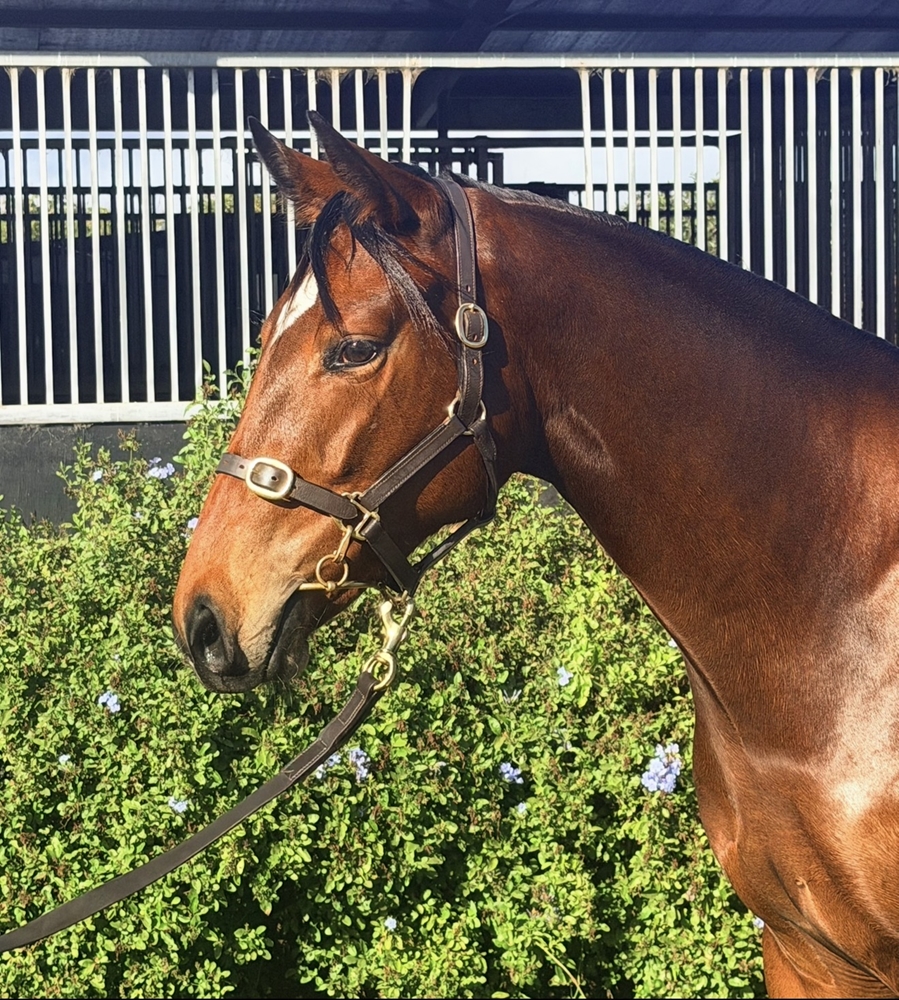 Russian Revolution (AUS) / Wild Vegas (GER) 2024 Filly - Image 2