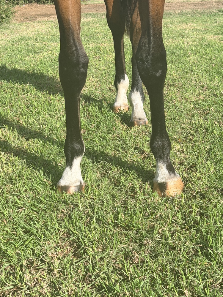 Russian Revolution (AUS) / Wild Vegas (GER) 2024 Filly - Image 3