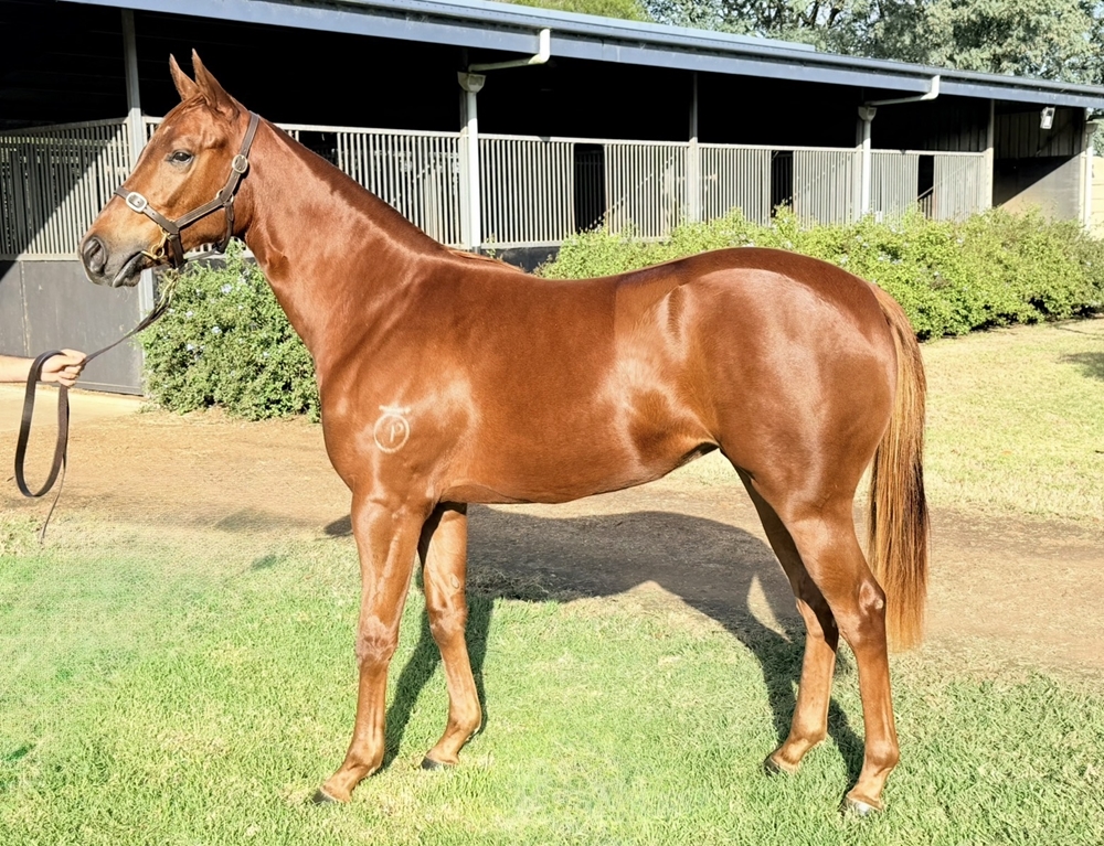 Harry Angel (IRE) / Zetarita (AUS) 2024 Filly - Image 1