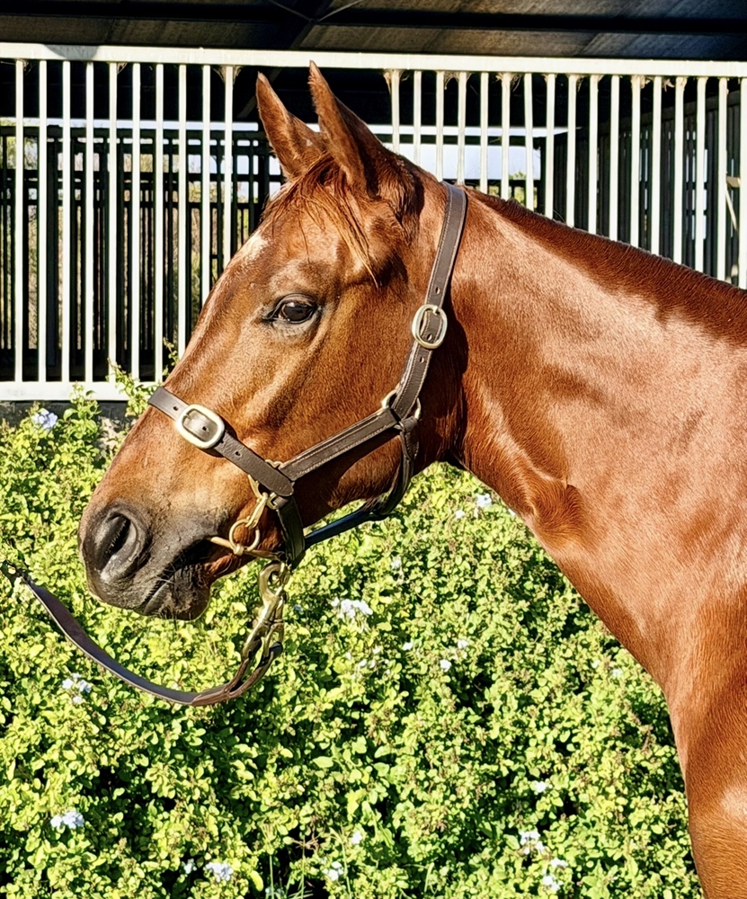 Harry Angel (IRE) / Zetarita (AUS) 2024 Filly - Image 2