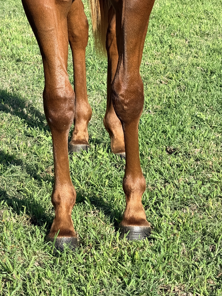 Harry Angel (IRE) / Zetarita (AUS) 2024 Filly - Image 3