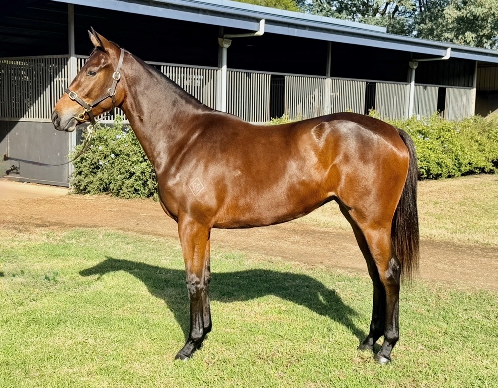 Artorius (AUS) / Blue Blazers (AUS) 2024 Filly - Image 1