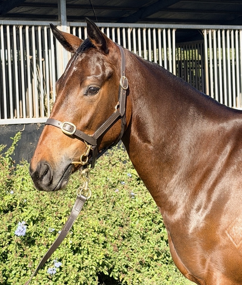 Artorius (AUS) / Blue Blazers (AUS) 2024 Filly - Image 2