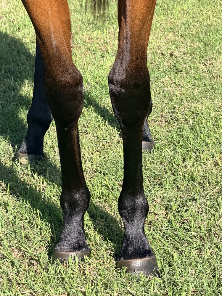 Artorius (AUS) / Blue Blazers (AUS) 2024 Filly - Image 3