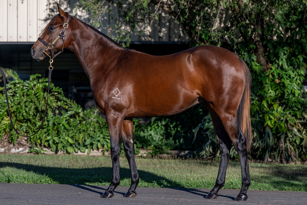 Cosmic Force (AUS) / Rosie's Halo (AUS) 2024 Colt - Image 1
