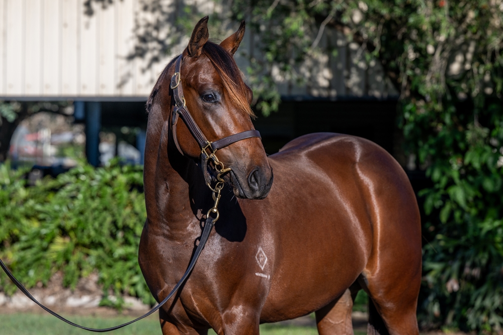 Cosmic Force (AUS) / Rosie's Halo (AUS) 2024 Colt - Image 2
