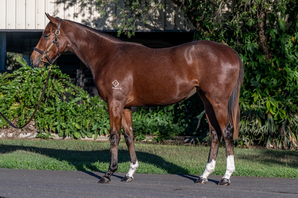 Russian Camelot (IRE) / She Za Boss (AUS) 2024 Filly - Image 1