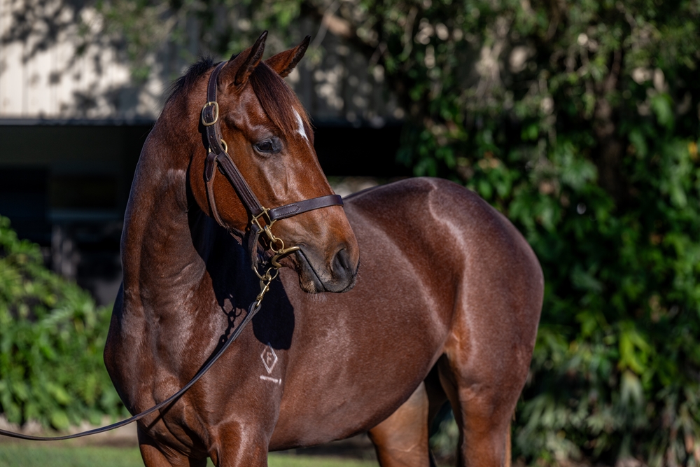 Russian Camelot (IRE) / She Za Boss (AUS) 2024 Filly - Image 2