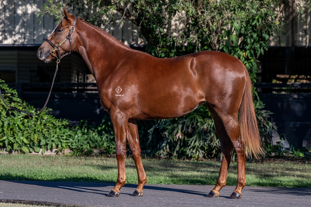 Russian Revolution (AUS) / Force of Will (NZ) 2024 Filly - Image 1