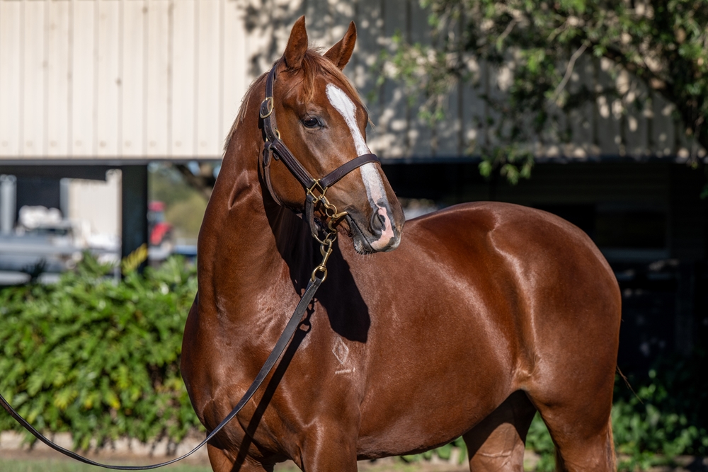 Russian Revolution (AUS) / Force of Will (NZ) 2024 Filly - Image 2