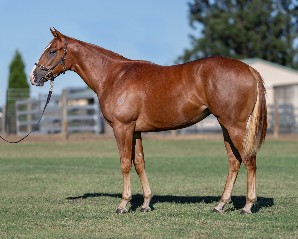 Star Turn (AUS) / Modele (AUS) 2024 Filly - Image 1