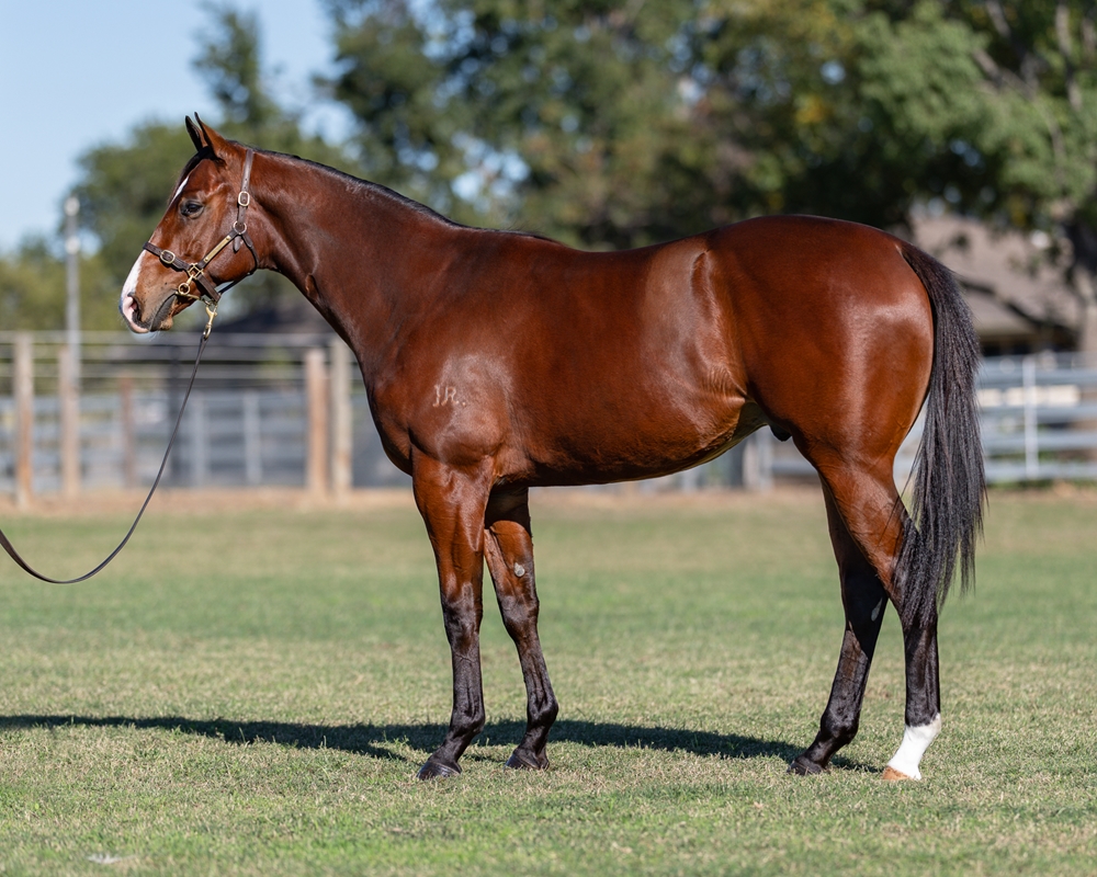 Harry Angel (IRE) / Oxford Heart (AUS) 2024 Colt - Image 1