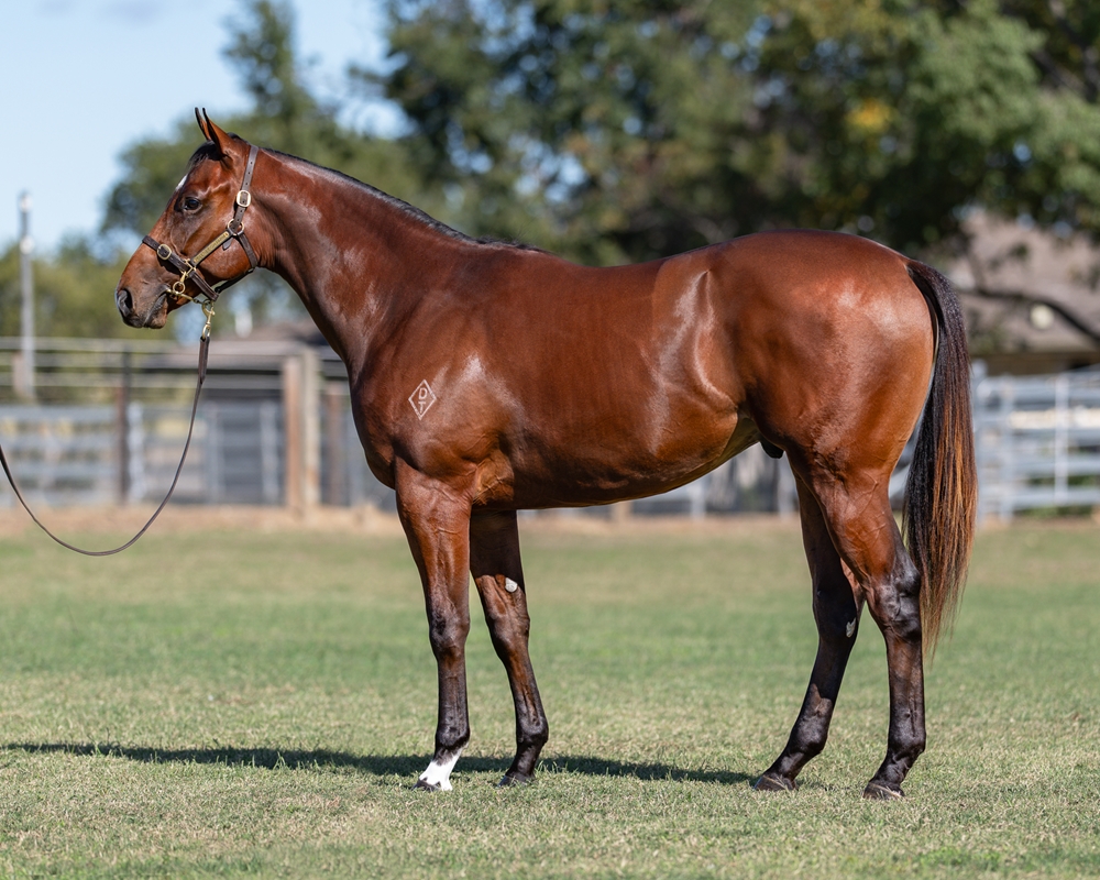 Lope de Vega (IRE) / Palme d'Or (IRE) 2024 Colt - Image 1
