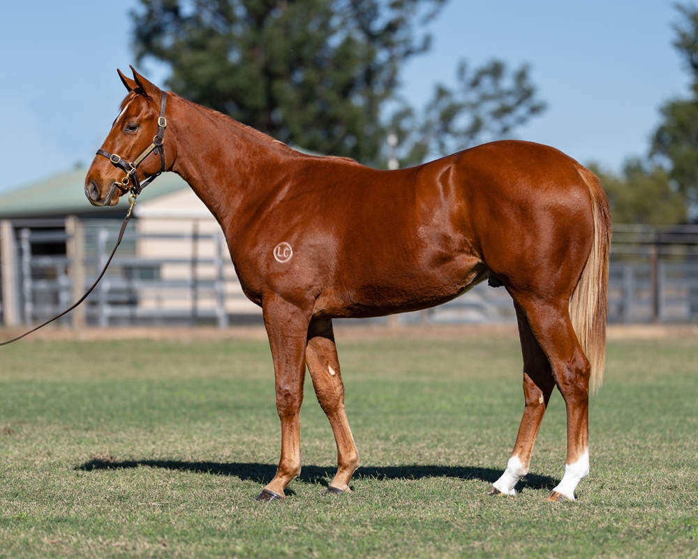 Home Affairs (AUS) / Ravenous Lass (AUS) 2024 Colt - Image 1