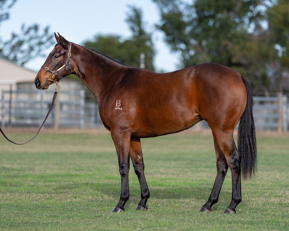 Hitotsu (AUS) / Run Pam Run (AUS) 2024 Filly - Image 1