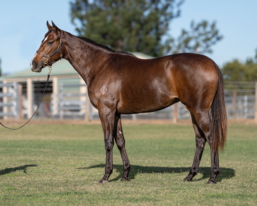 Justify (USA) / Angelinka (FR) 2024 Filly - Image 1