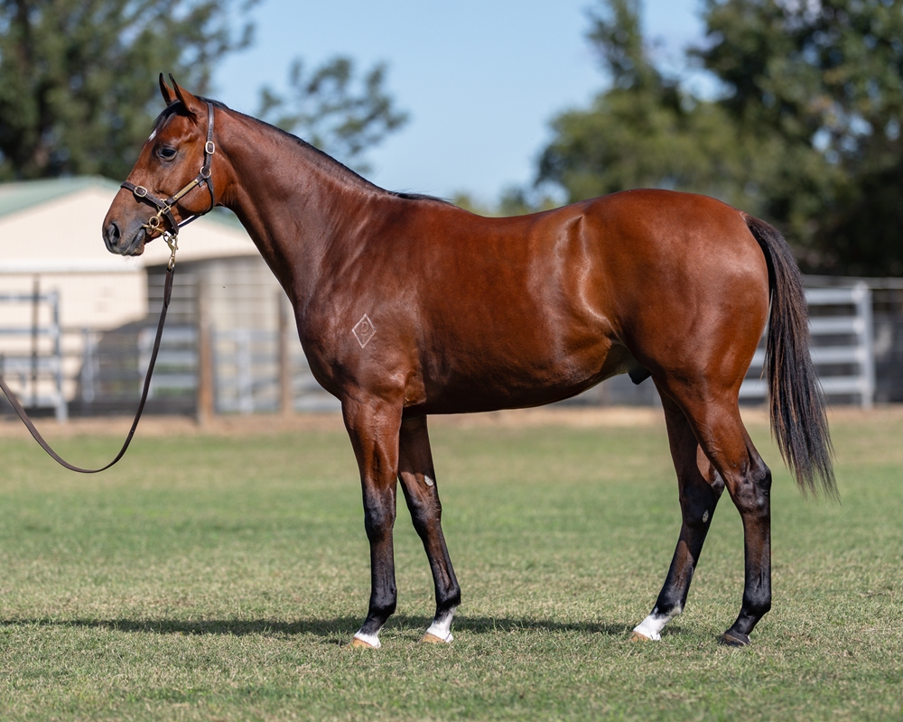 Star Turn (AUS) / Awasita (AUS) 2024 Colt - Image 1