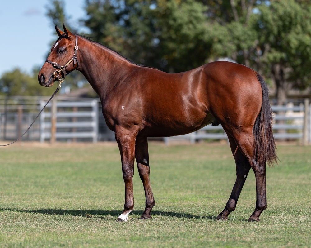 Zoustar (AUS) / Cafe Royal (AUS) 2024 Colt - Image 1