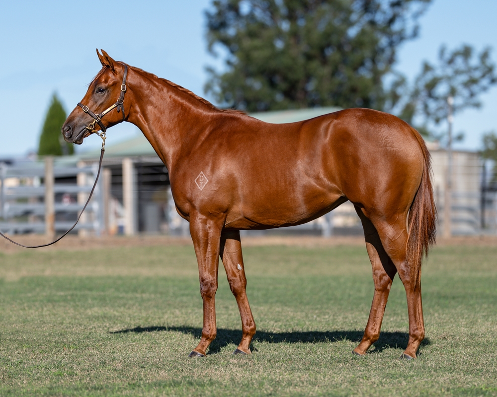 Pinatubo (IRE) / Chrisellaine (IRE) 2024 Filly - Image 1