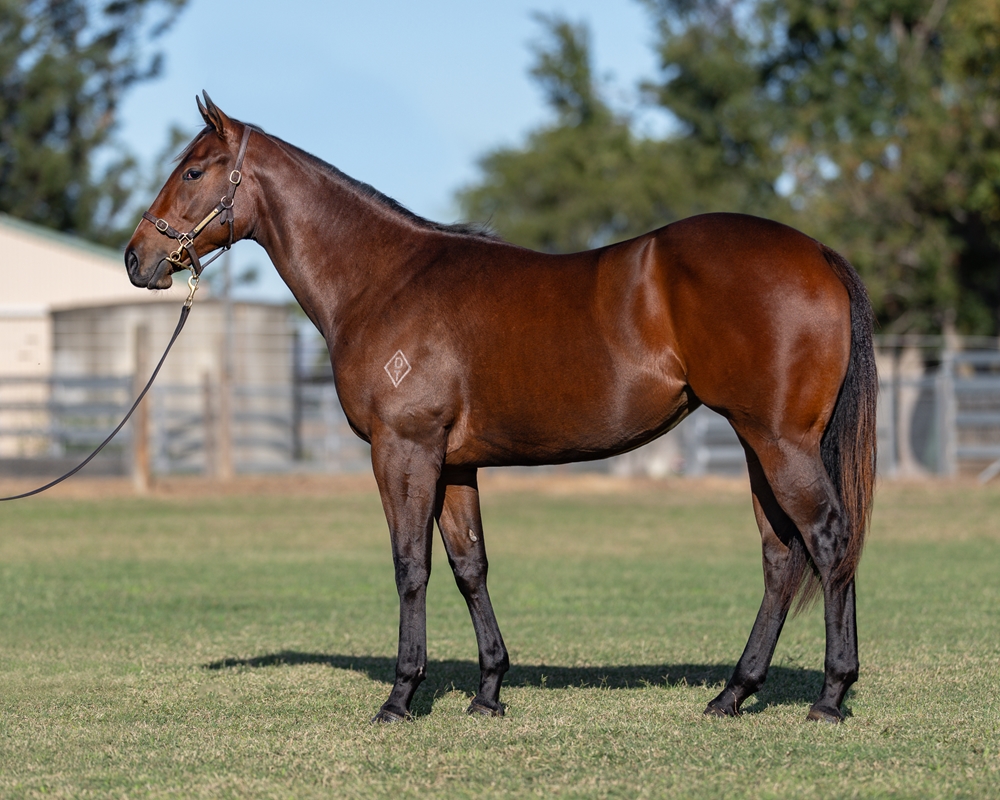 Time to Reign (AUS) / Guapa (USA) 2024 Filly - Image 1
