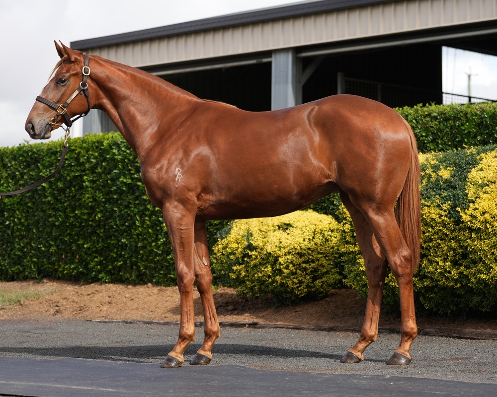 Dracarys (AUS) / Zeffiretta (AUS) 2024 Filly - Image 1