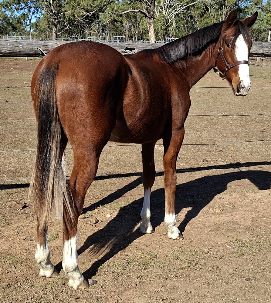 Pariah (AUS) / Dixie Smile (USA) 2024 Filly - Image 1
