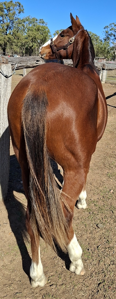 Pariah (AUS) / Dixie Smile (USA) 2024 Filly - Image 2