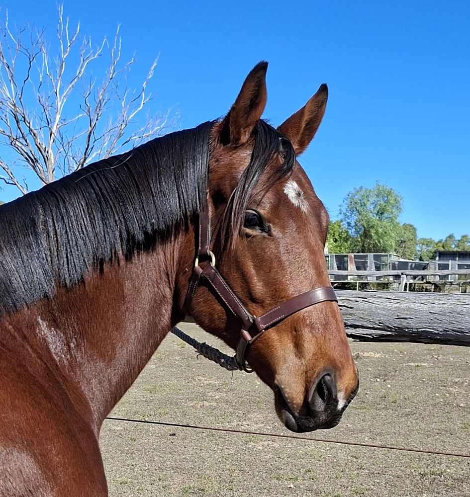 Glenfiddich (AUS) / Apercu (AUS) 2024 Colt - Image 1
