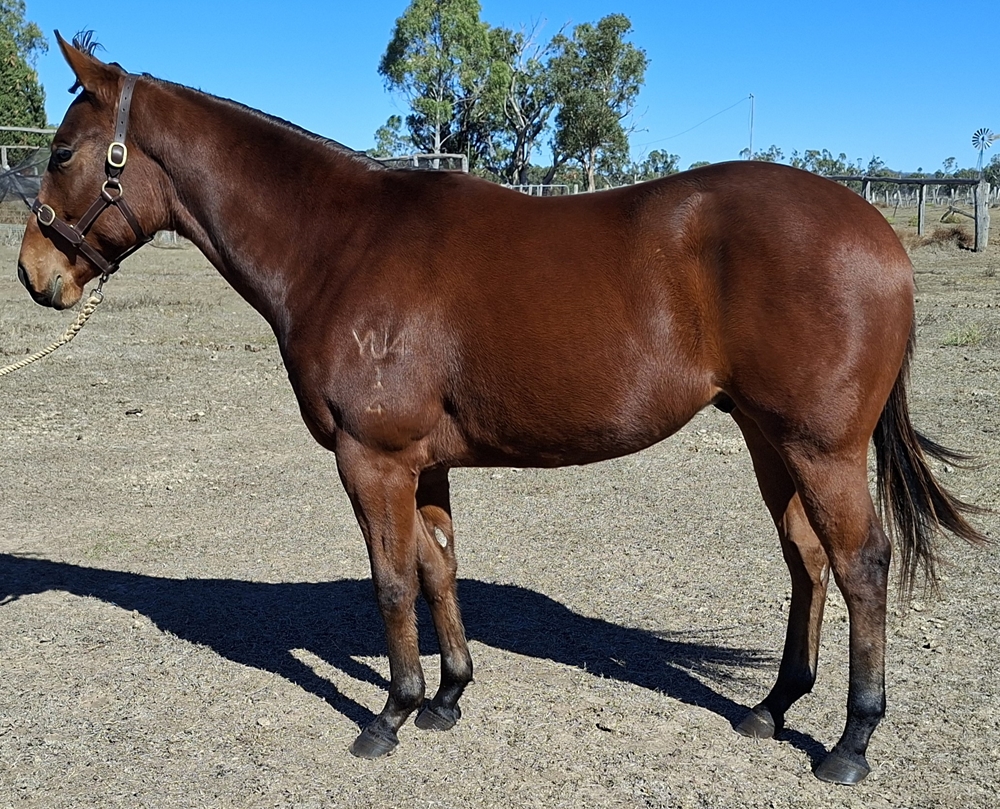 Glenfiddich (AUS) / Apercu (AUS) 2024 Colt - Image 2