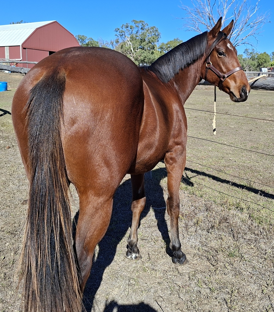 Glenfiddich (AUS) / Apercu (AUS) 2024 Colt - Image 3