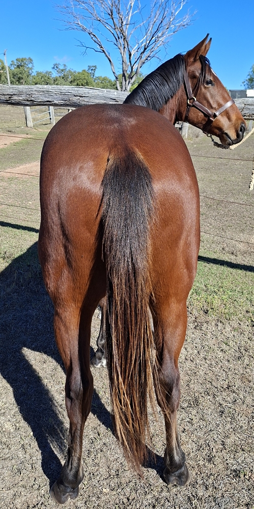 Glenfiddich (AUS) / Apercu (AUS) 2024 Colt - Image 4
