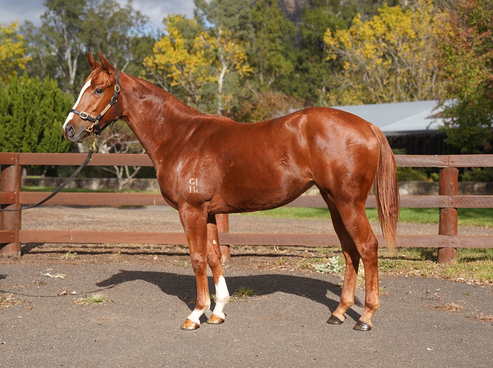 Headwater (AUS) / Katie Did It (AUS) 2024 Filly - Image 1