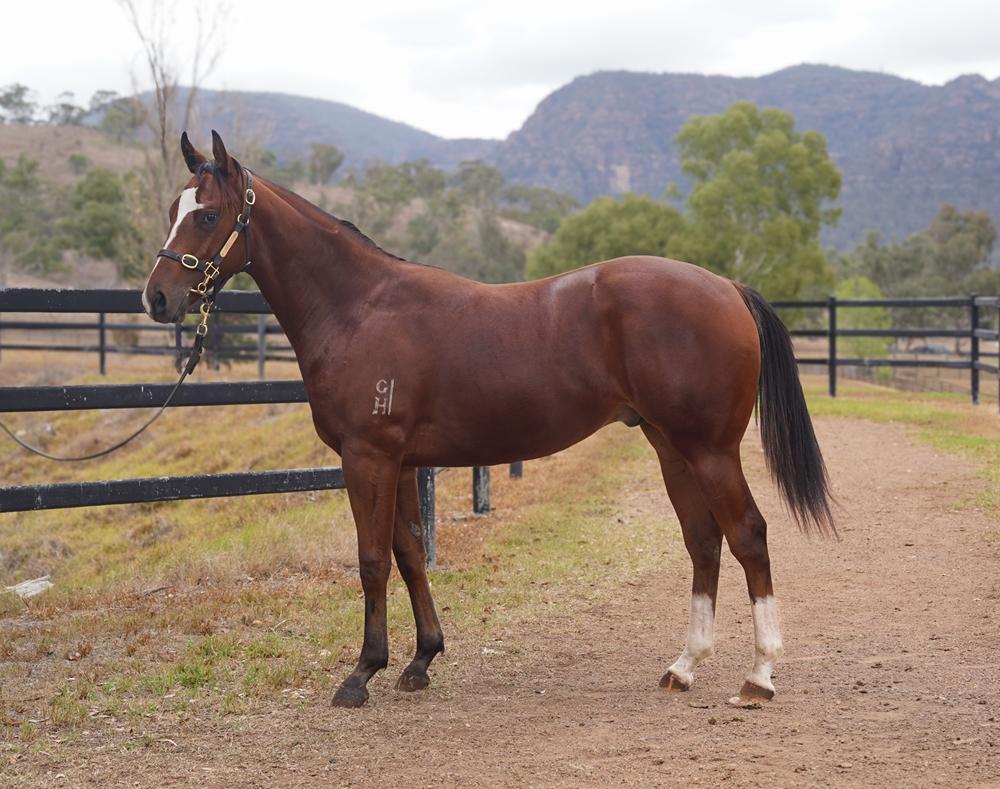 Headwater (AUS) / Light Bulb Moment (AUS) 2024 Colt - Image 1