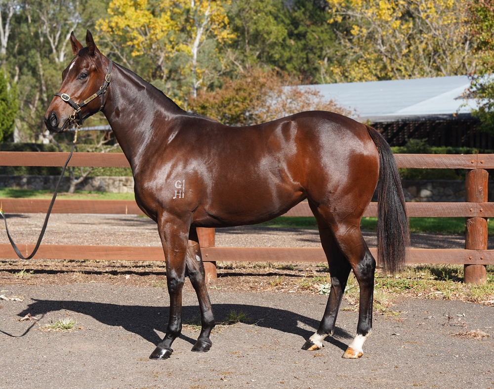 Zoustar (AUS) / Millybella (AUS) 2024 Filly - Image 1