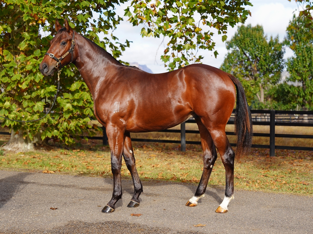 Zoustar (AUS) / Mnemonic (AUS) 2024 Colt - Image 1