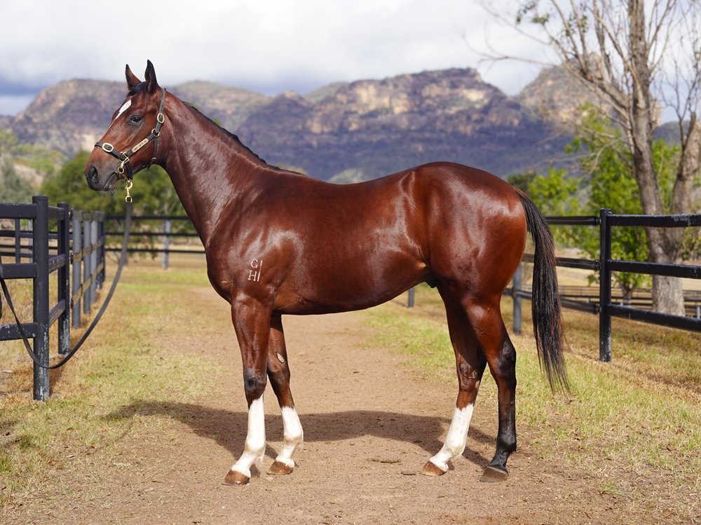 Star Turn (AUS) / No Clothes On (AUS) 2024 Colt - Image 1