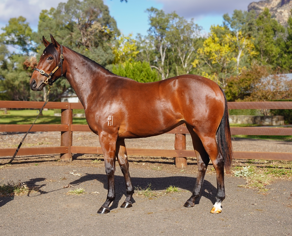 So You Think (NZ) / Palazzo Pubblico (AUS) 2024 Filly - Image 1