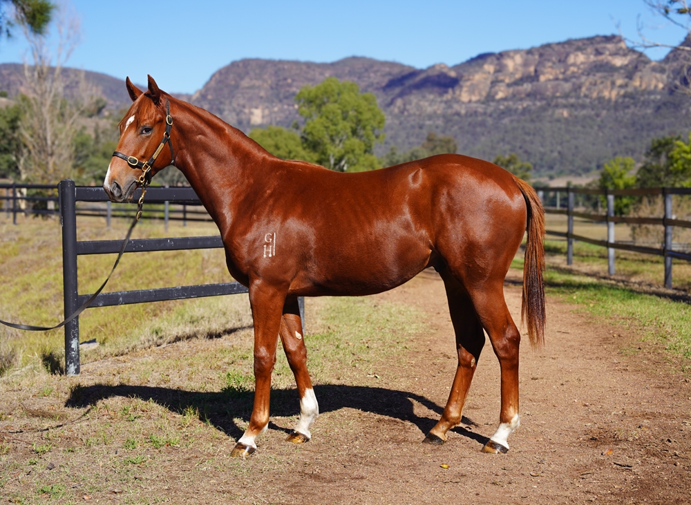 Star Turn (AUS) / Princess de Roca (NZ) 2024 Colt - Image 1