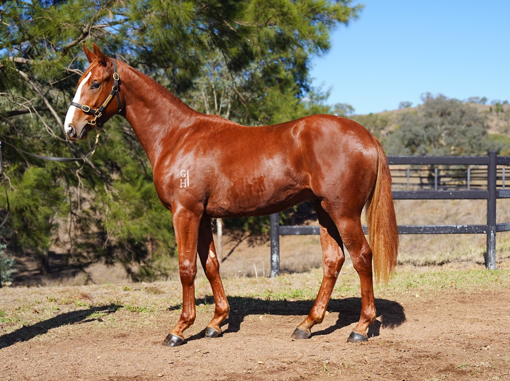 All Too Hard (AUS) / Rookwood (NZ) 2024 Colt - Image 1